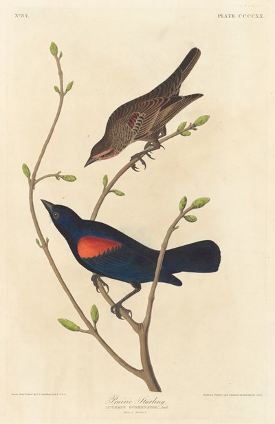 Estornino de la Pradera de Robert Havell