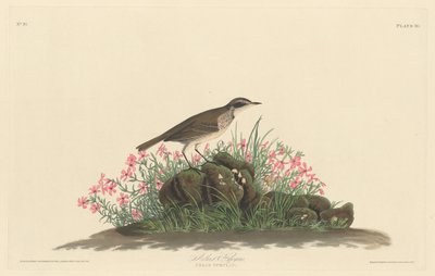 Titlark de la pradera, 1830 de Robert Havell
