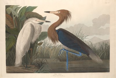 Garza morada de Robert Havell