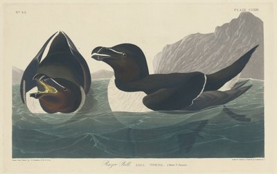 Alcaudón de Robert Havell