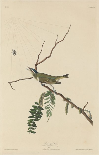 Vireo de ojos rojos de Robert Havell