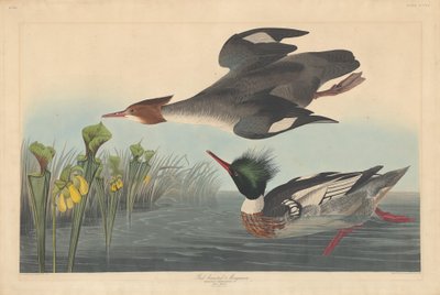 Serreta mediana de Robert Havell