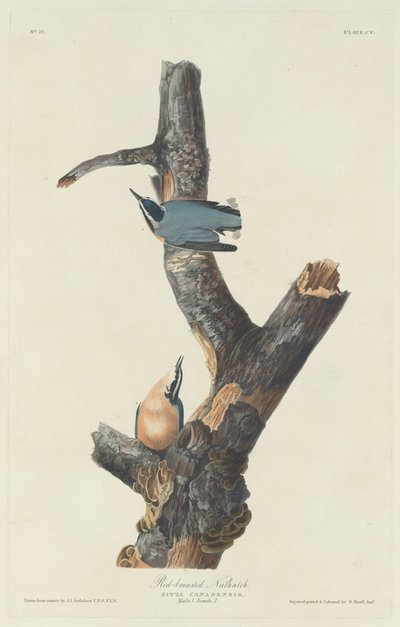 Sitta canadensis, 1831 de Robert Havell