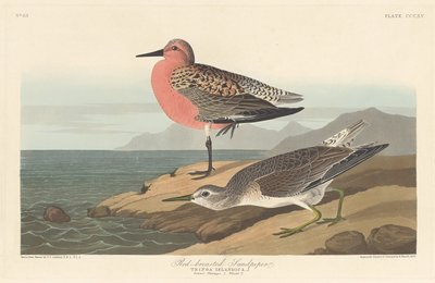 Correlimos pechirojo, 1836 de Robert Havell