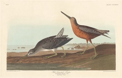 Agachadiza pechirrufa, 1836 de Robert Havell