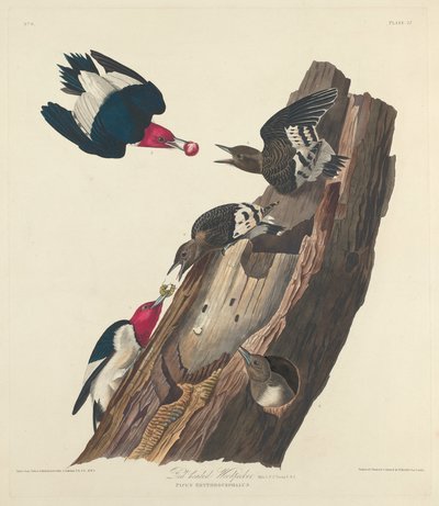 Pájaro carpintero de cabeza roja, 1828 de Robert Havell