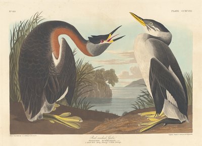 Somormujo cuellirrojo, 1836 de Robert Havell