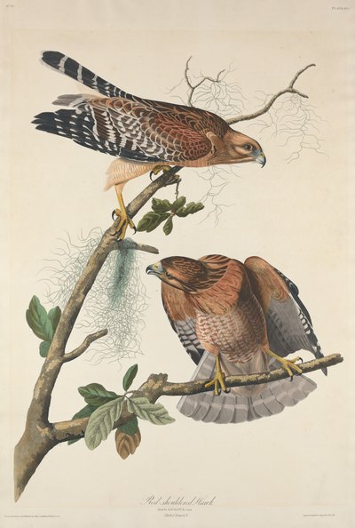 Halcón de hombros rojos, 1829 de Robert Havell