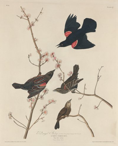 Estornino de alas rojas, 1829 de Robert Havell