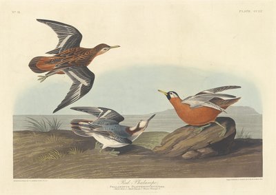Falaropo rojo, 1835 de Robert Havell