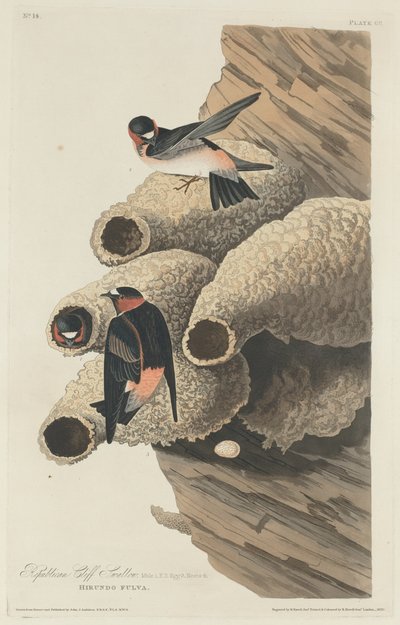 Golondrina Republicana, 1829 de Robert Havell