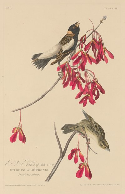 Emberiza del arroz de Robert Havell