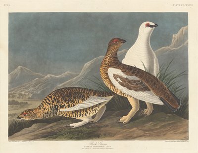 Perdiz de roca de Robert Havell