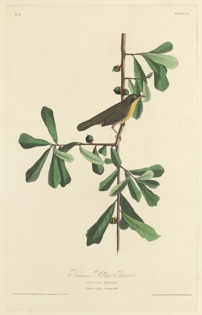 Garganta Amarilla de Roscoe de Robert Havell