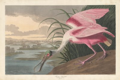 Espátula rosada, 1836 de Robert Havell