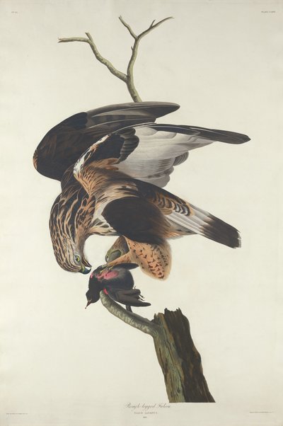 Halcón de patas ásperas, 1833 de Robert Havell
