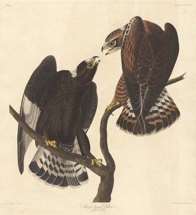 Halcón de patas ásperas, 1838 de Robert Havell