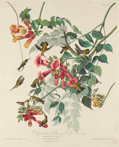 Colibrí garganta rubí, 1828 de Robert Havell