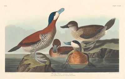 Pato colorado, 1836 de Robert Havell