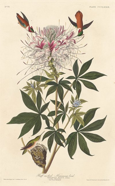Colibrí de Cuello Rizado de Robert Havell
