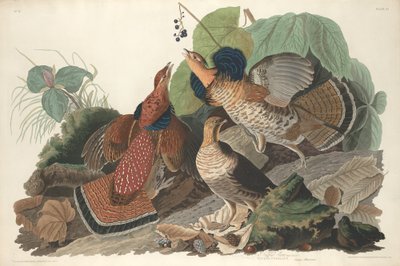 Urogallo, 1828 de Robert Havell
