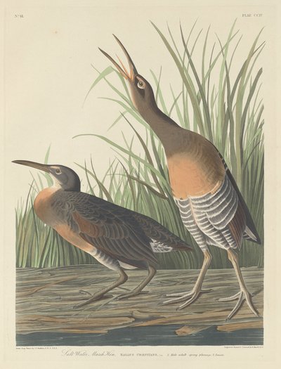 Gallina de Pantano de Agua Salada, 1834 de Robert Havell