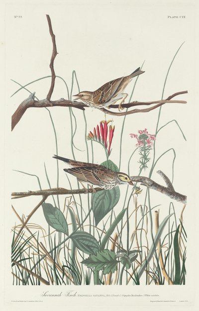 Pinzón de Savannah de Robert Havell