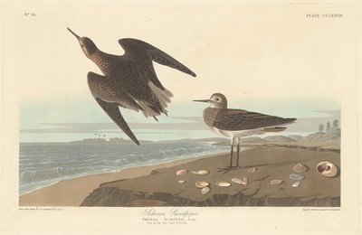 Correlimos de Schinz, 1835 de Robert Havell