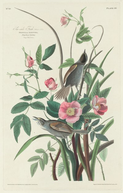 Pinzón costero, 1830 de Robert Havell