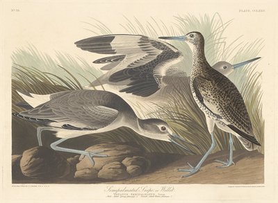 Agachadiza semi-palmada o Willet de Robert Havell