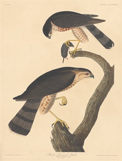 Gavilán de patas cortas, 1837 de Robert Havell
