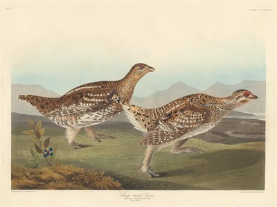 Grouse de cola afilada de Robert Havell