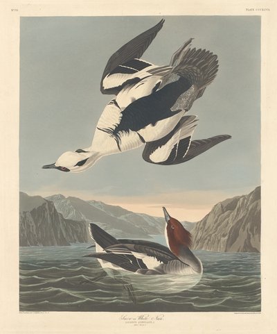 Serreta o Monja Blanca, 1836 de Robert Havell