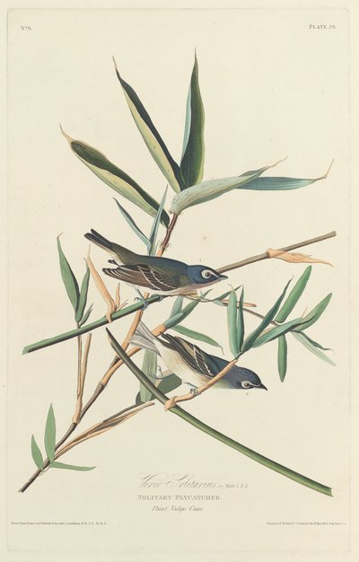 Atrapamoscas solitario, 1828 de Robert Havell