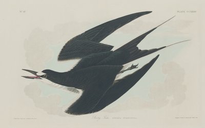 Charrán sombrío de Robert Havell