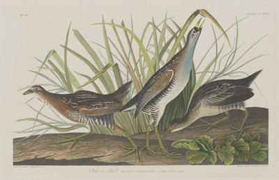 Sora o Rail, 1834 de Robert Havell