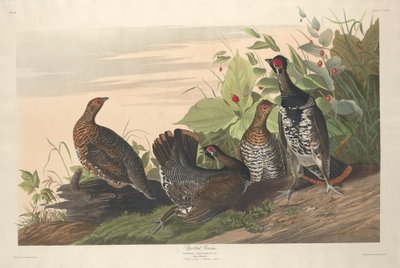 Urogallo moteado, 1833 de Robert Havell