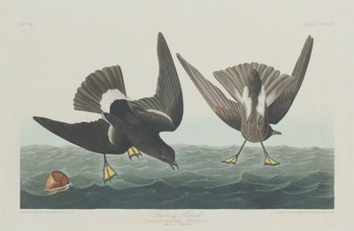 Petrel tormentoso de Robert Havell