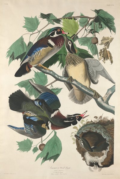 Pato de verano o de bosque, 1834 de Robert Havell