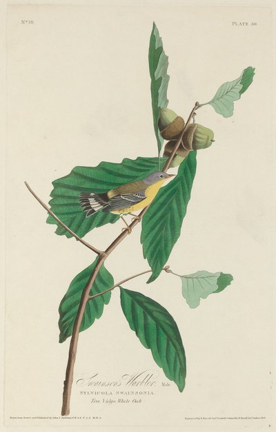 Reinita de Swainson, 1828 de Robert Havell