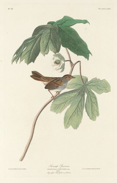 Gorrión de pantano, 1829 de Robert Havell