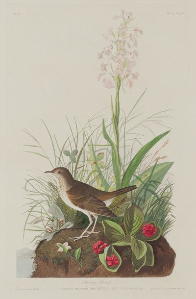 Zorzal Leonado, 1833 de Robert Havell