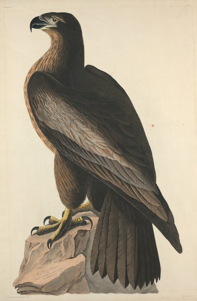 El pájaro de Washington o Gran águila marina americana, 1827 de Robert Havell