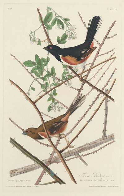 Towee Bunting, 1828 de Robert Havell