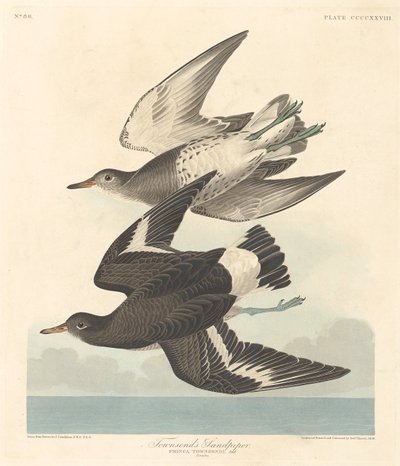 Correlimos de Townsend de Robert Havell
