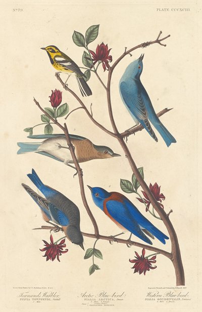 Reinita de Townsend, pájaro azul ártico y pájaro azul occidental, 1837 de Robert Havell