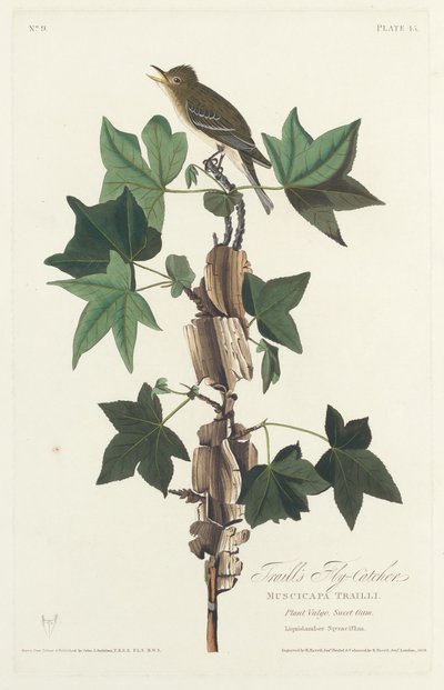 Papamoscas de Traill, 1828 de Robert Havell
