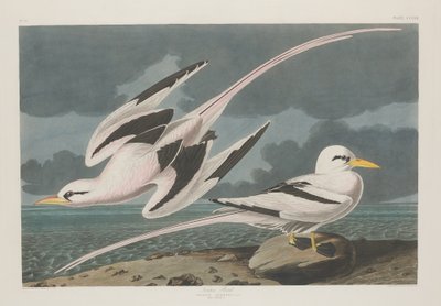 Ave tropical, 1835 de Robert Havell