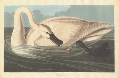 Cisne Trompetero, 1838 de Robert Havell