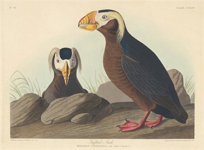 Auk copetudo, 1835 de Robert Havell